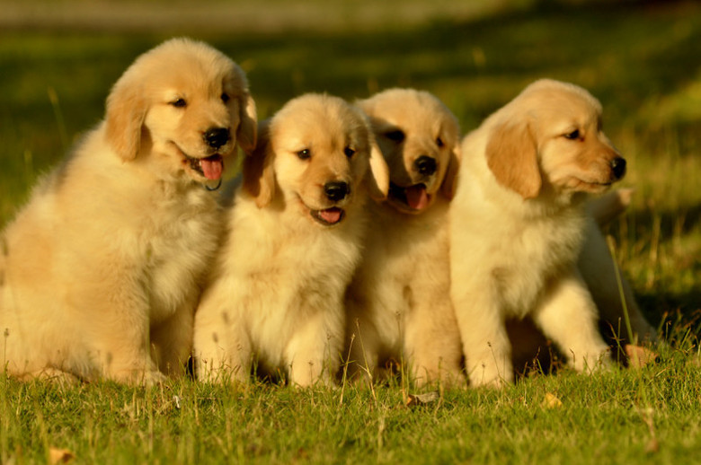 世界上最贵的狗狗排名,世界上最受欢迎的狗狗是什么狗