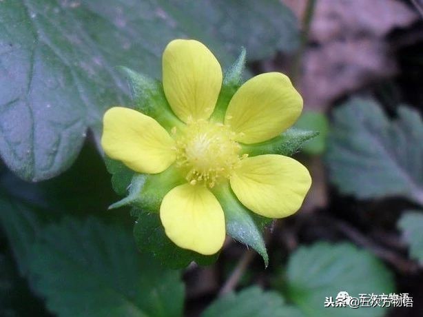 蛇莓是蛇的食物吗,蛇莓和蛇的视频