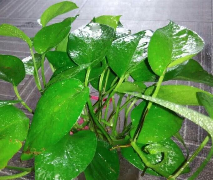 绿萝招小飞虫怎么办？教你“3法”，喷洒一点它，有效预防小飞虫