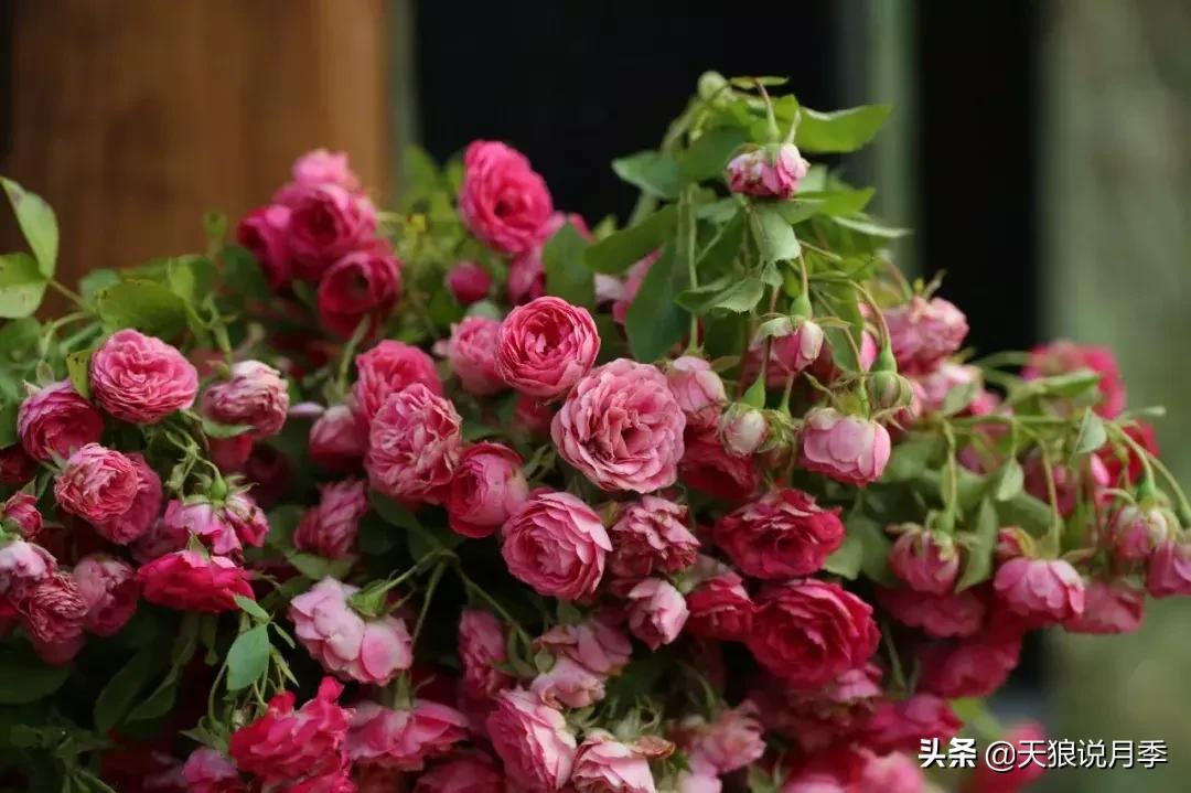 阳台种月季光照少怎么办,光照不好可以养石榴吗