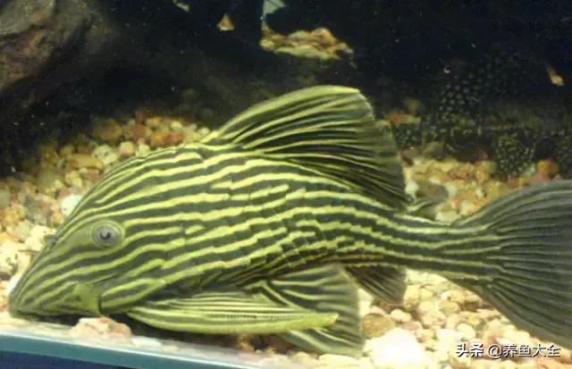 异型鱼饲养指南,异型鱼饲养方法