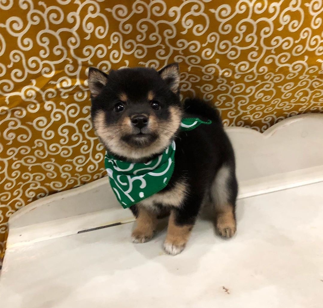 纯种的柴犬多少钱一只,怎么买到纯种柴犬