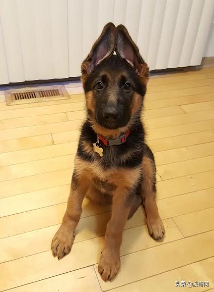 小时候的德牧有多萌,德牧小时候的神仙颜值