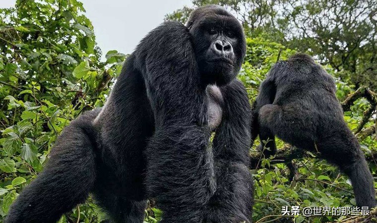 银背大猩猩和袋鼠拳击谁更厉害,银背大猩猩打架袋鼠vs老虎