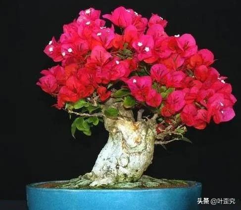 开花盆景怎么修剪,怎么让盆景多开花结果