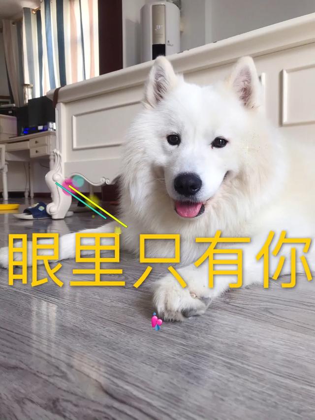 你想知道，如何正确对待狗狗发情期吗？