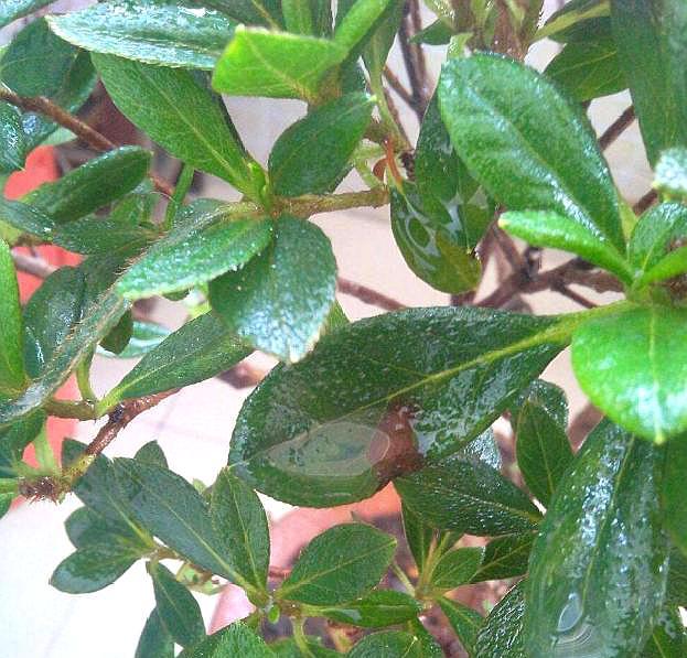 杜鹃花浇水的正确方法和注意事项,杜鹃花浇水方法及注意事项