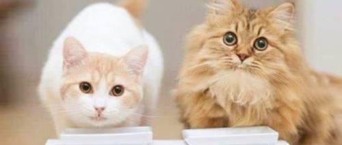 猫咪得了脂肪肝治疗费用,猫咪不吃东西几天会得脂肪肝