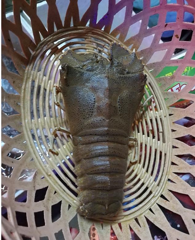 泰国普吉岛斯米兰岛旅游攻略,泰国旅游普吉岛的夏天皮皮岛浮潜