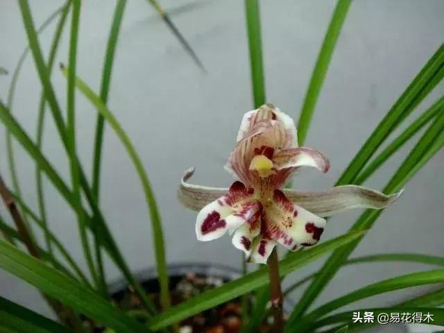 兰花春兰四大名品,兰花十大名品是哪些