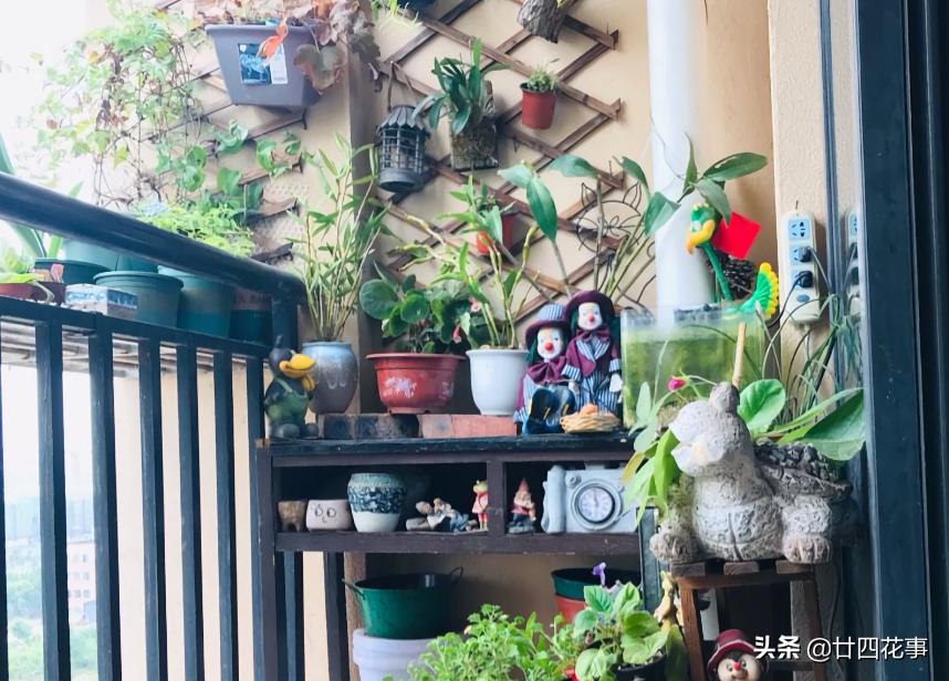阳台太小怎么养多肉,阳台适合养什么花不生病