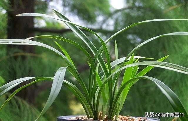 兰花脱水怎么补救,兰花水分过大烂根如何抢救