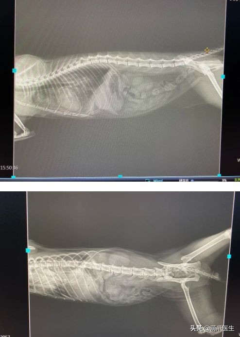 go猫粮吃了拉黄水,go猫粮吃了会黑下巴吗