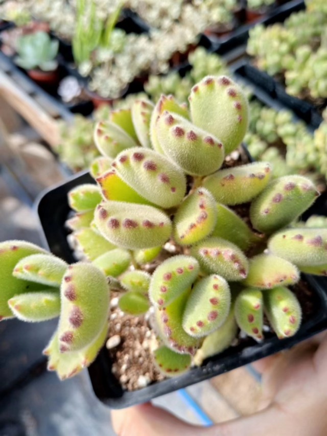 多肉熊童子叶片上落灰尘如何处理,多肉熊童子夜晚零下3度会冻伤吗