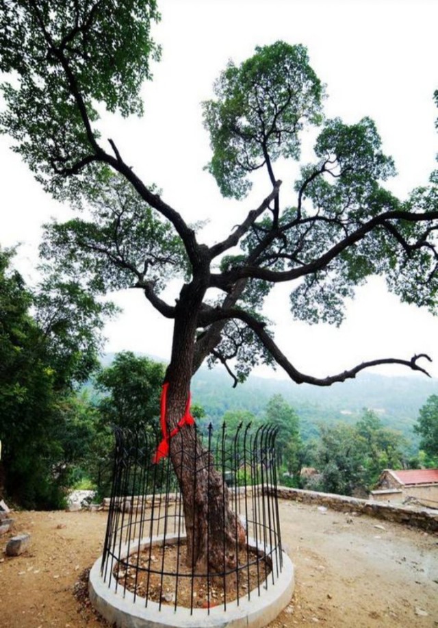 带刺的降龙木值钱吗,降龙木为啥比黄金贵