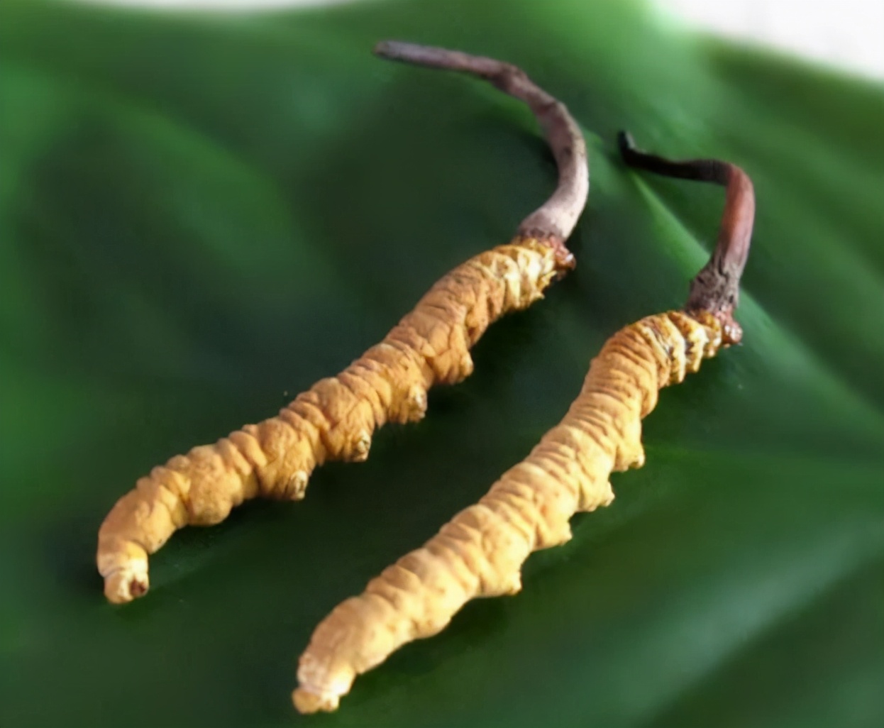 小孩子是不是不能经常喝凉茶,小孩子经常喝凉茶会对身体不好吗