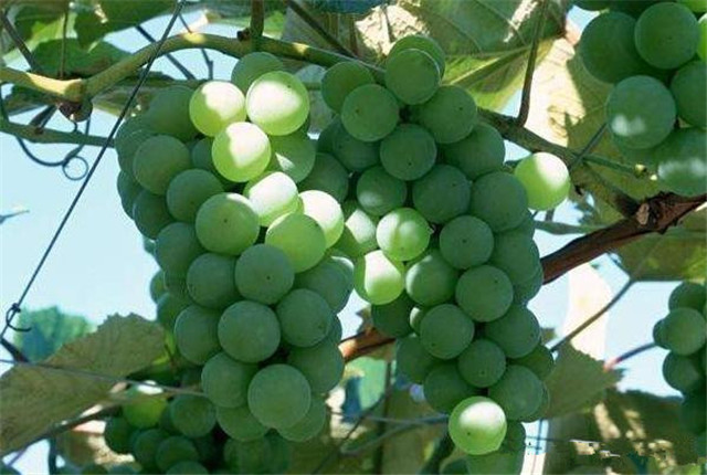 牛奶葡萄种植方法,马奶葡萄种植几年结果