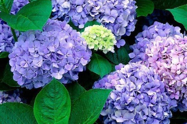 粉色和紫色的植物有哪些,紫色的植物有哪些品种