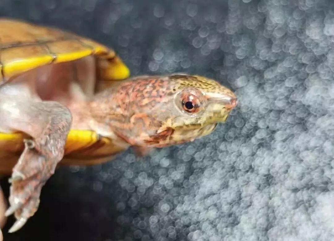 蛋龟之斑纹泥龟的介绍,蛋龟漂亮