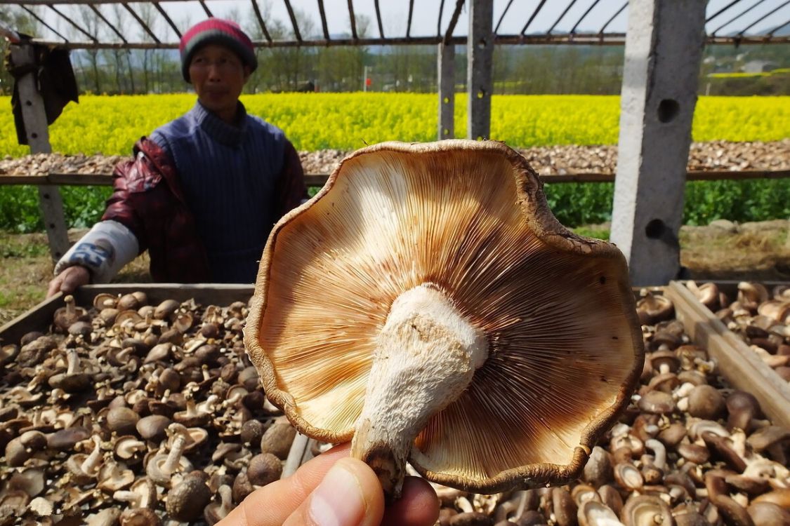 香菇买干的还是新鲜的划算 (香菇买新鲜的好还是干货的好)