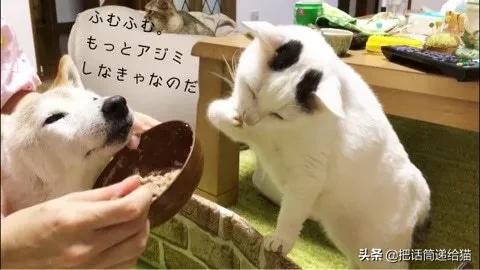 当小猫咪遇上大型犬,当小猫咪遇到大狗狗真是太温馨了