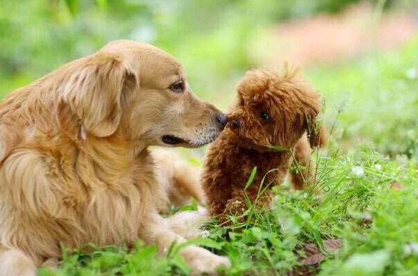 养一条金毛是什么样的体验,养狗狗的基础知识8个月金毛