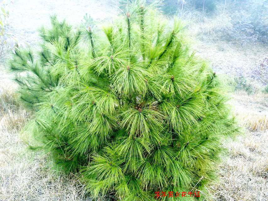 一个叫木头一个叫马尾民谣现场,一个叫木头一个叫马尾有什么含义