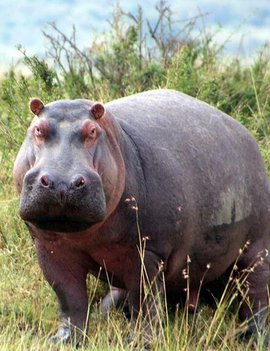 十大珍稀皮料,珍稀皮革