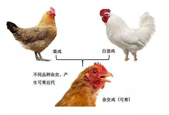 十大转基因动物,你真的了解土鸡吗