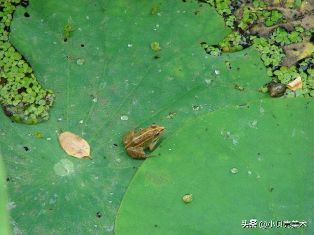 小蝌蚪找妈妈美术创意画目的,创意美术小蝌蚪找妈妈教学目标