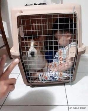 犯了错的柯基被关进笼子，宝宝放声大哭，爸爸的解决方法太赞了