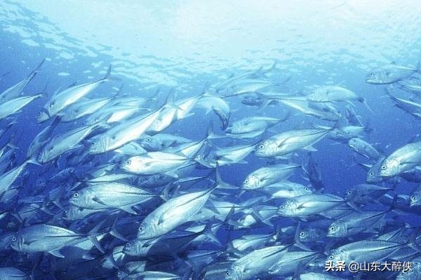 鱼油老年保健品作用,中老年深海鱼油功效