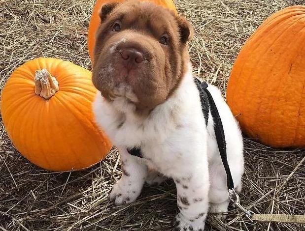 这些狗一出生，就赢在了起跑线上，因为长得实在太有趣了