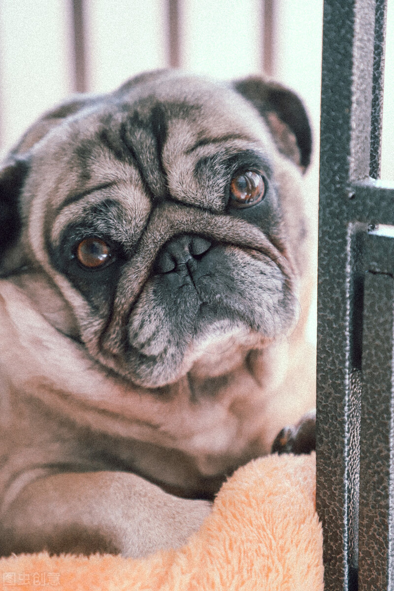 巴哥犬好养吗养巴哥犬的注意事项,八哥犬和巴哥犬有什么区别呢