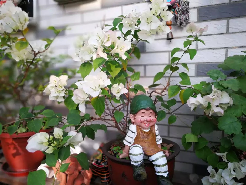 哪些花卉不适合喷磷酸二氢钾,花卉磷酸二氢钾能连续使用吗