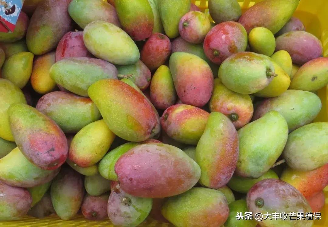 娇小婀娜多姿的贵妃芒,抗病又抗风,货架期长达半年!