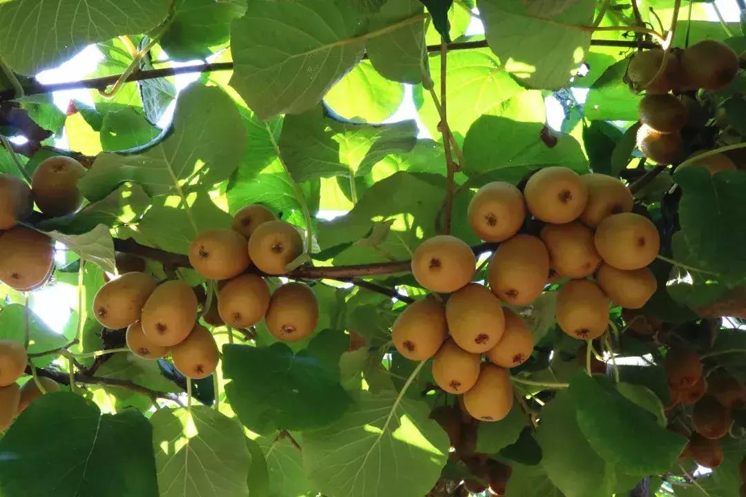 山东7月份有哪些水果可以采摘,山东10月份有什么水果可以采摘