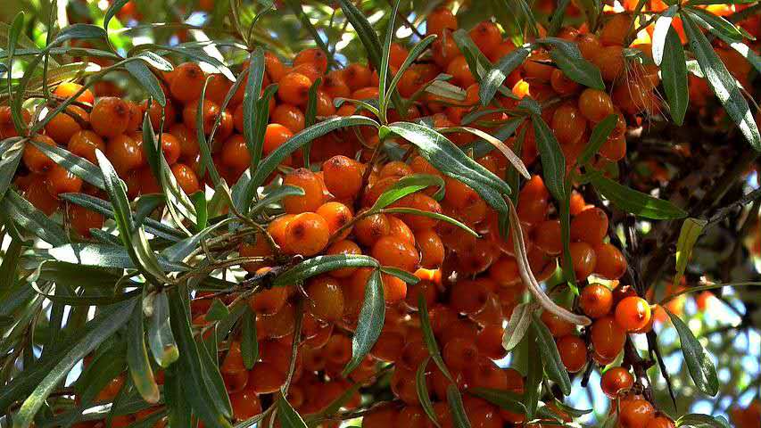 维生素a缺乏吃什么补充,羟基维生素d缺乏如何补充