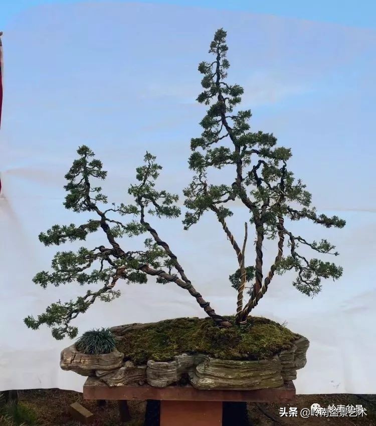 女盆景师丁昕,丁昕盆景