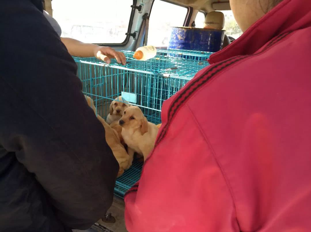 顾客开价600元收购多只，商贩却表示拉布拉多犬最少700元一只！