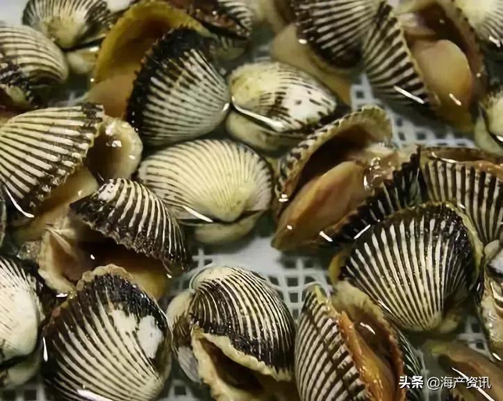 黄渤海海鲜种类,黄渤海渔场海鲜价格