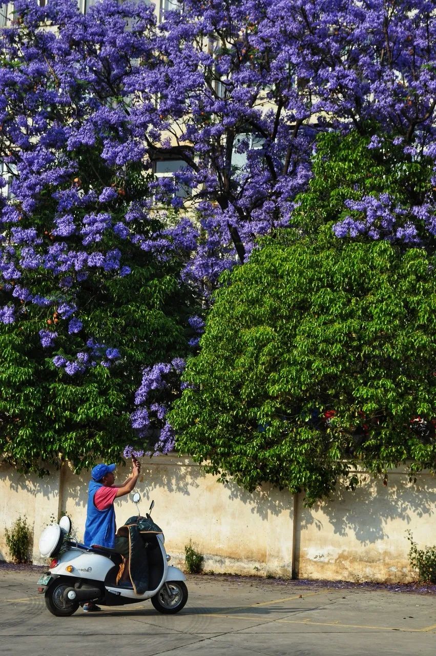 被大理丽江掩盖风头又怎样？它才是云南No.1！5月它太美了