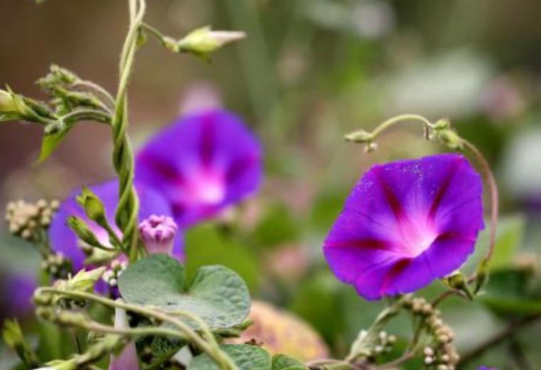 为什么牵牛花四天就会长出芽,牵牛花是在什么时候出芽的