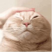 给猫咪按摩的重要性,给猫按摩对猫有好处吗