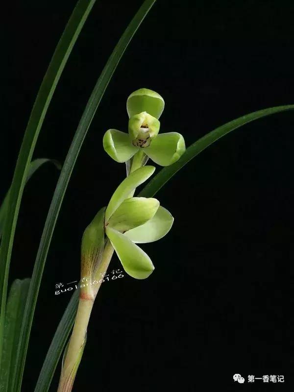 [花开欣赏]0228：高抗性的春兰“定缘梅”经典呈现