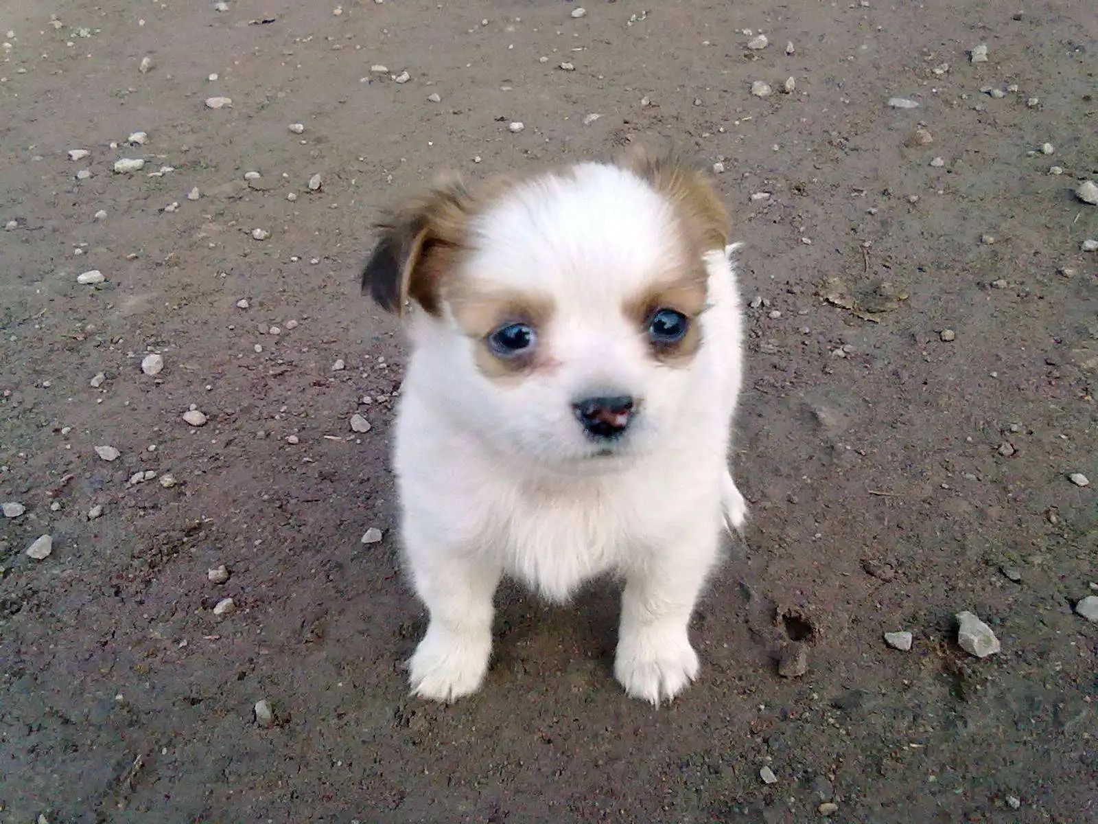 这才是真正的秋田犬,日本忠犬秋田犬