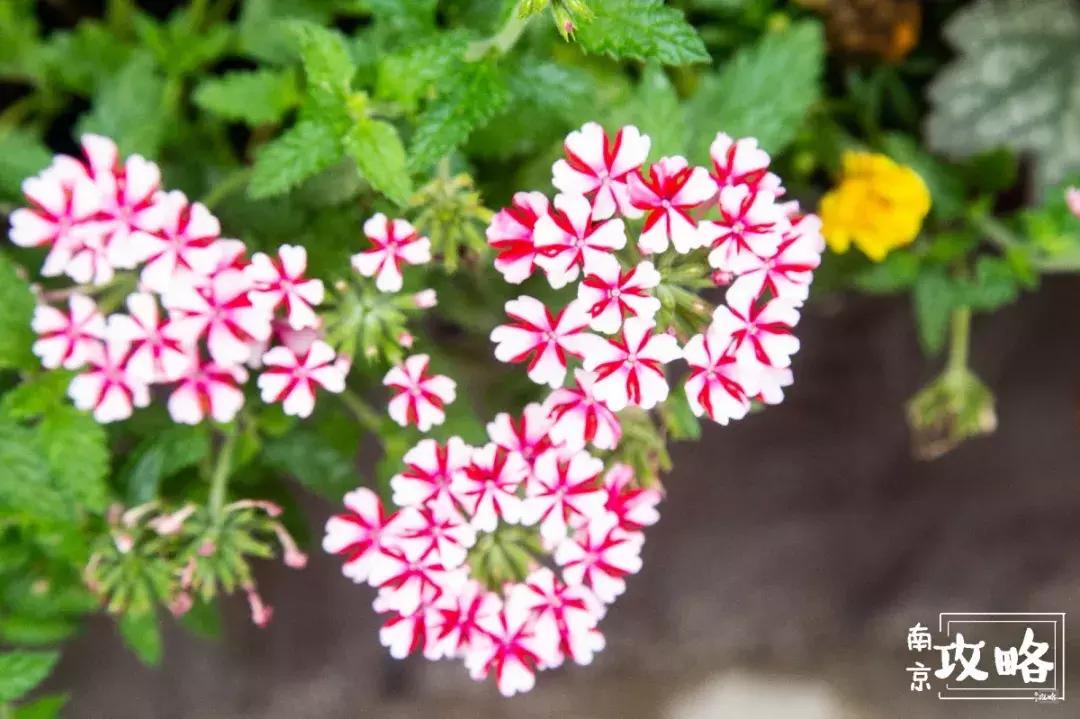 慧园里,南京城中,时光交错的角落