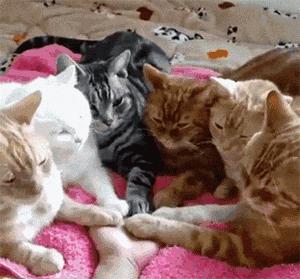 猫猫为什么喜欢躲在暗处扑人,猫猫为什么把爪子藏起来