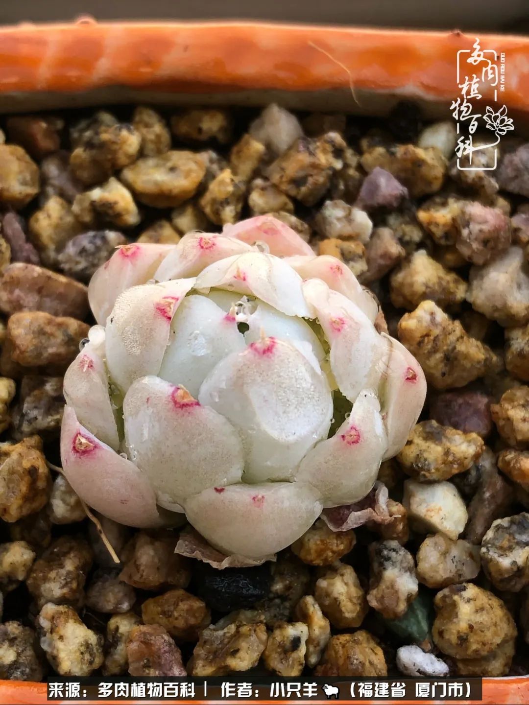 多肉像葡萄一样,多肉像铃兰一样