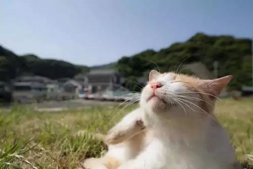 猫癣的猫生小猫怎么办,猫奶癣和猫癣的区别